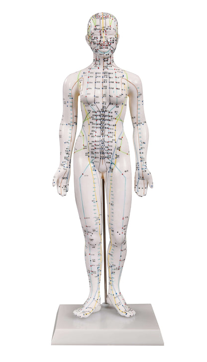 Modèle d'acupuncture (femme)